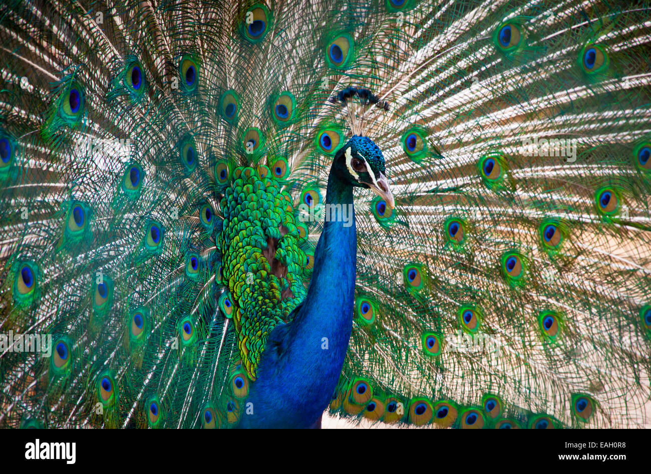 Porträt der schönen Pfau mit Federn Stockfoto