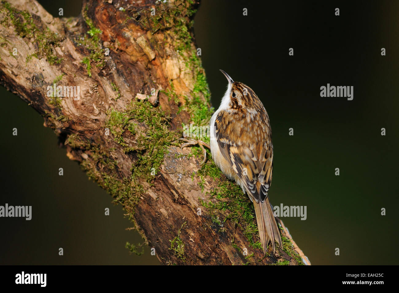 Ein Waldbaumläufer (Certhia Familiaris) klettern Kampferlorbeer im Wald Stockfoto