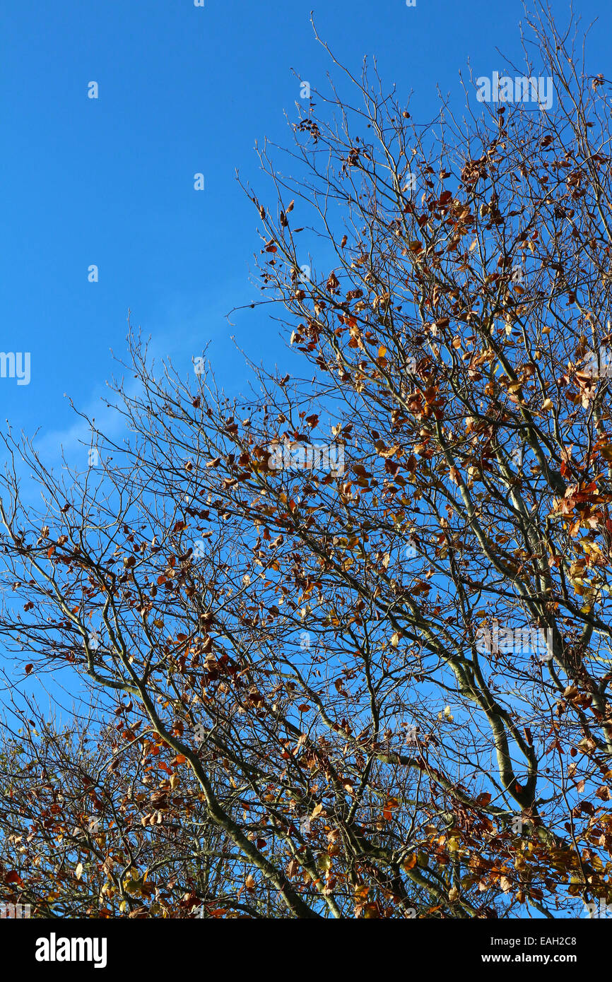 Aberystwyth, Wales, UK. 15. November 2014. Blauer Himmel, die letzten Herbst Buche verlässt und noch Bedingungen kombinieren, um eine perfekte Herbstmorgen im Westen von Wales nach einer stürmischen Nacht - 15. November 2014 - Credit: John Gilbey/Alamy Live News Stockfoto