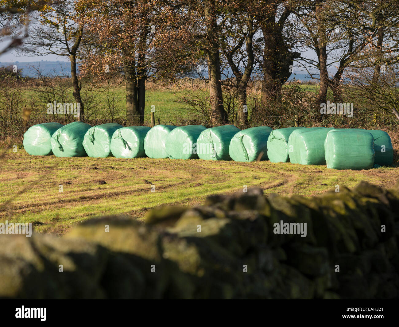 Kunststoff verpackt Heuballen in einem Feld, Derbyshire, uk Stockfoto