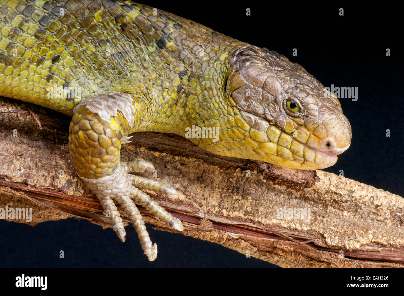 Affe Skink / Corucia Zebrata Stockfoto