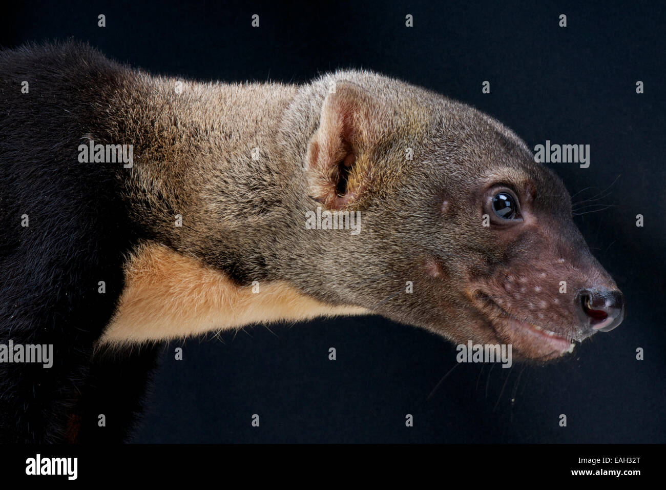 Tayra (Eira Barbara) Stockfoto