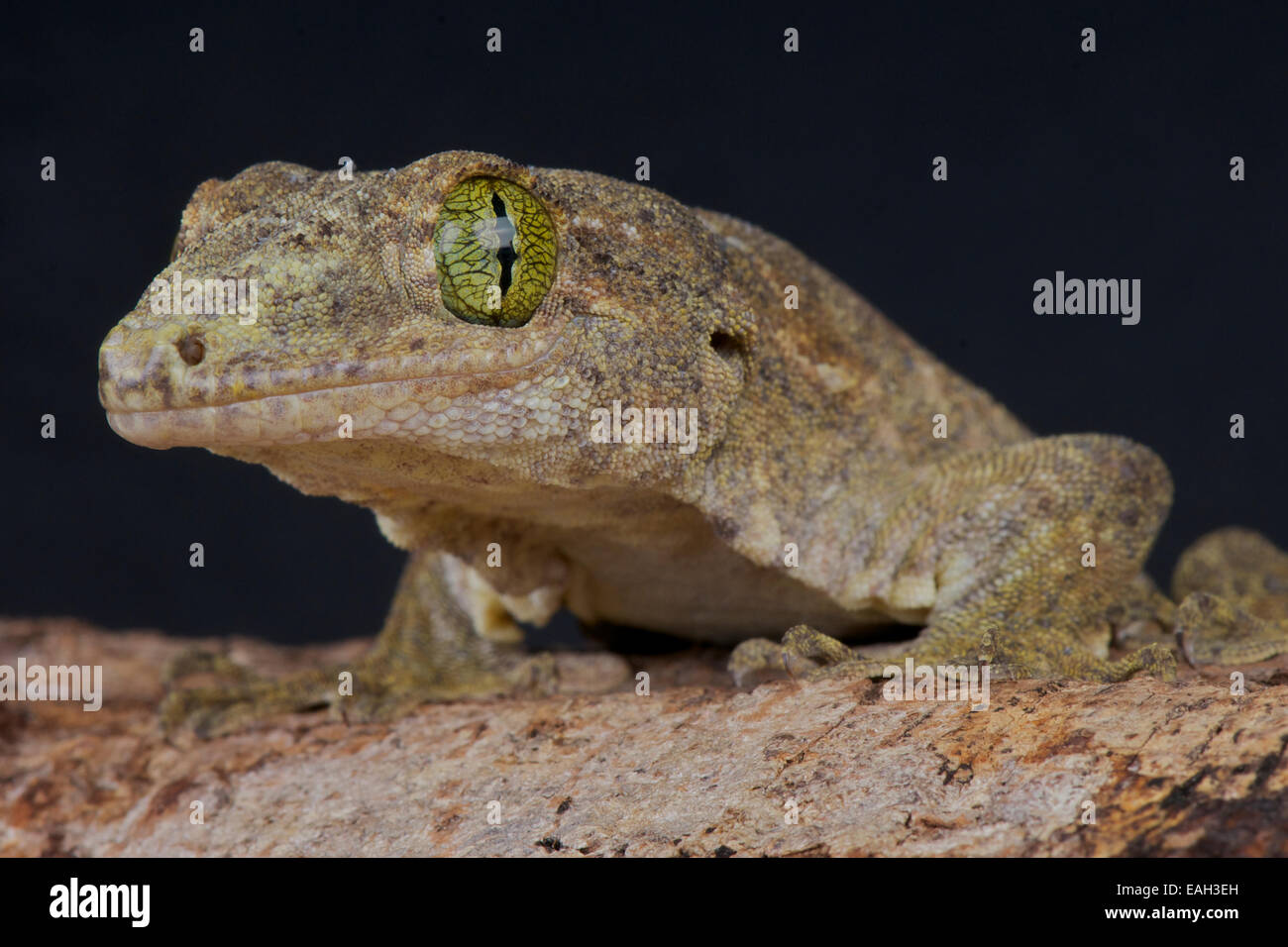 Riesigen Pazifik Gecko (Gehyra chordatus) Stockfoto