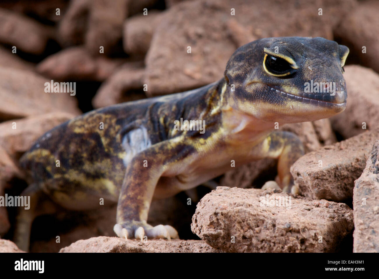 Afrikanische krallenbewehrten Gecko / Holodactylus Africanus Stockfoto