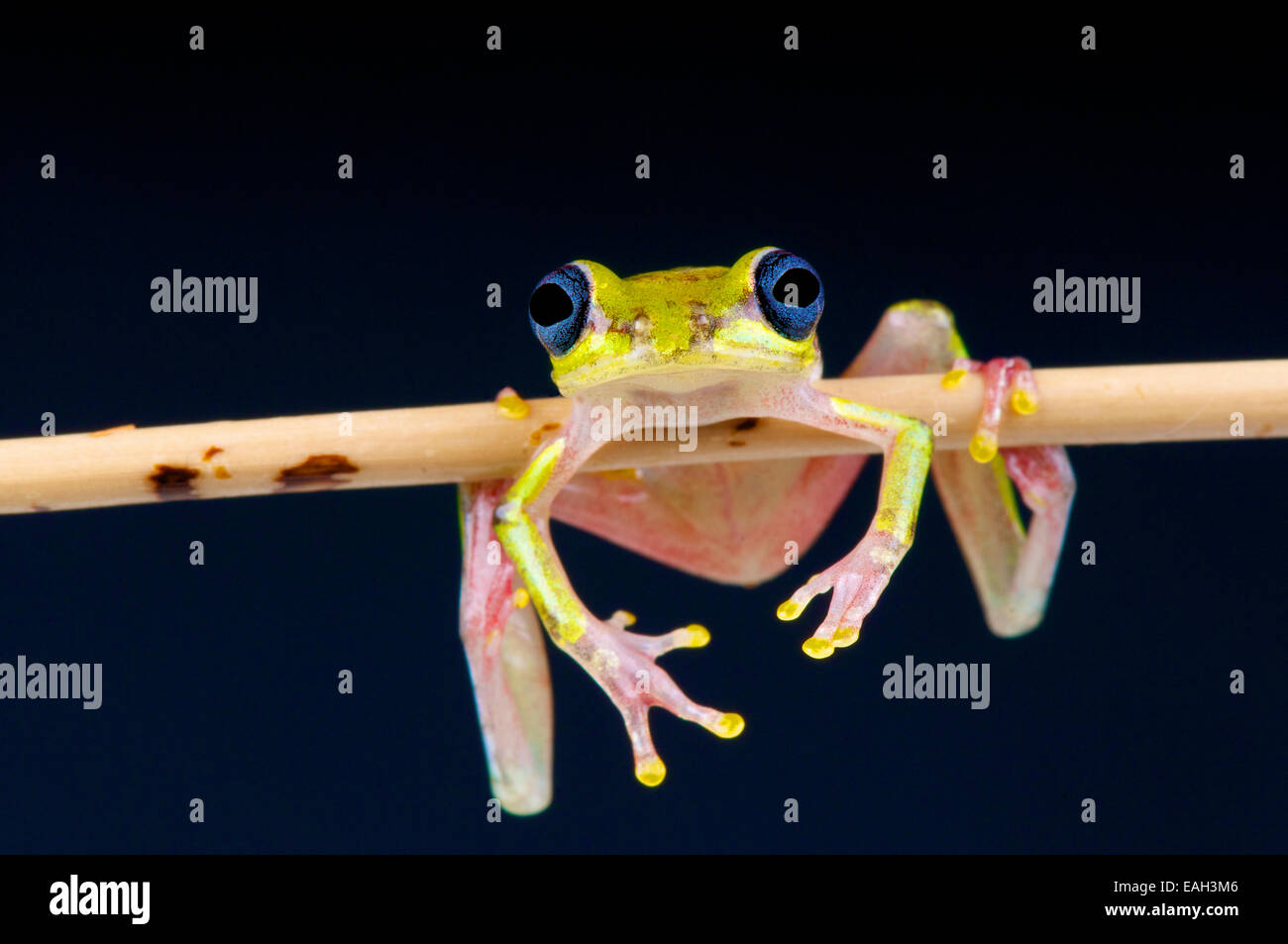 Kalk-Reed-Frosch / Hyperolius Fusciventris Stockfoto