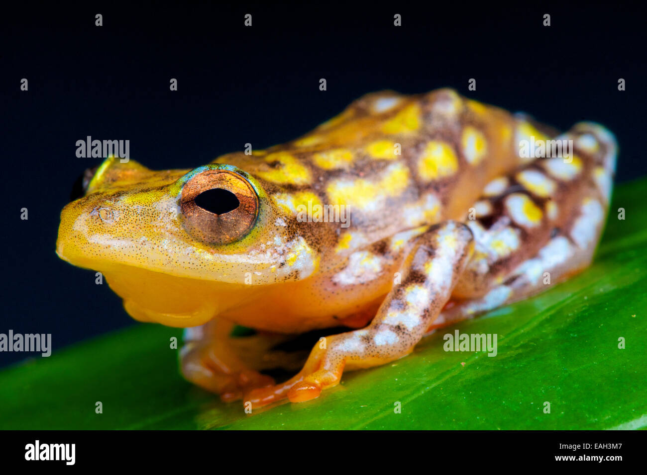 Reed-Frosch (Hyperolius Substraitus) Stockfoto
