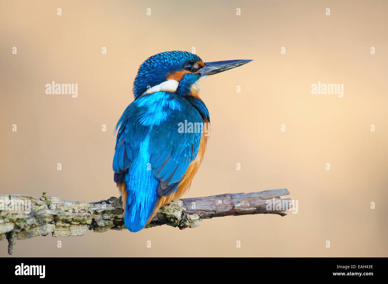 Eisvogel Stockfoto