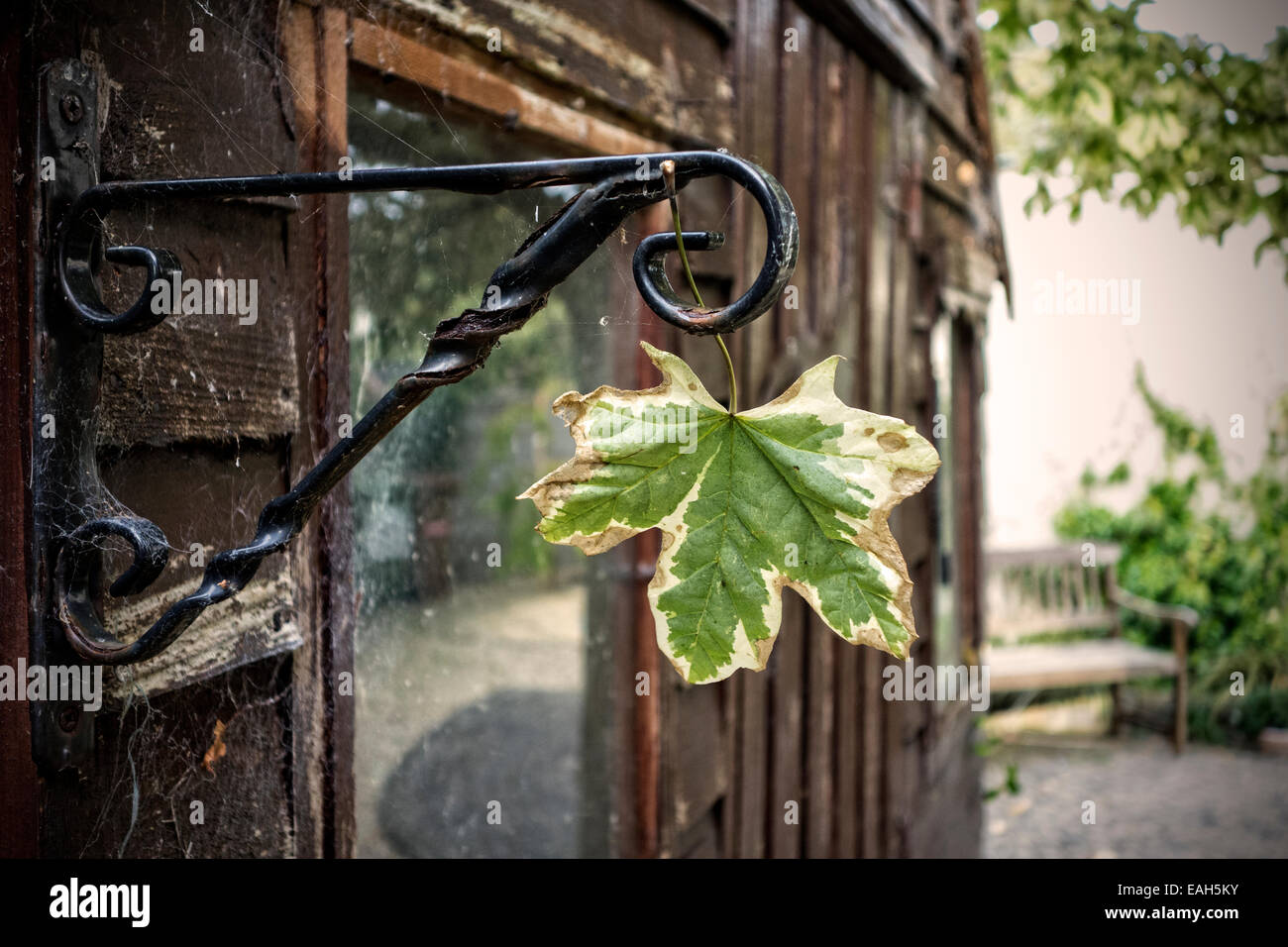 Es durch den Wind geflogen. Ein Baum-Blatt im Herbst / fallen gefangen in einer hängenden Korb Halterung. Stockfoto
