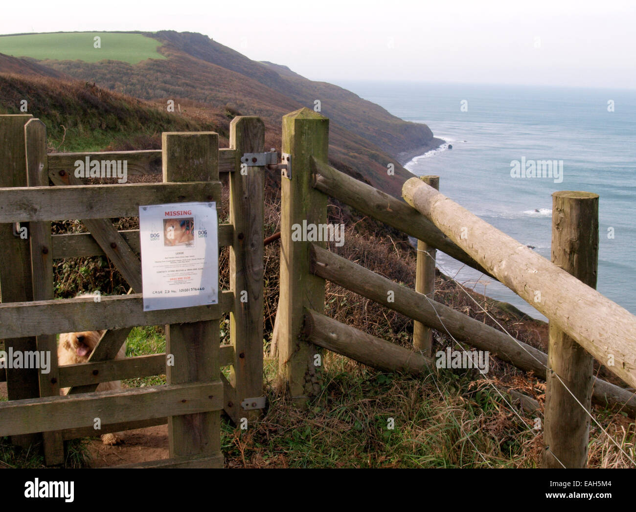 Hund vermisst Plakat an einem küssen Tor auf dem South West Coast Path, Millook, Bude, Cornwall, UK Stockfoto