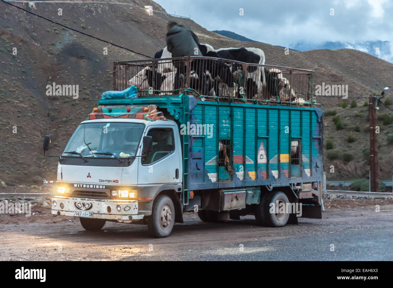 Rinder transportieren LKW in Marokko, Afrika Stockfoto