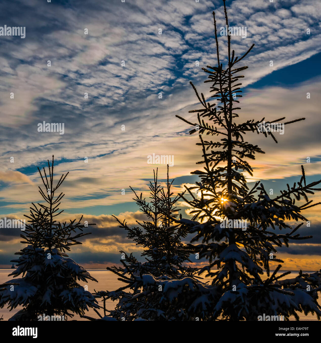 Fichte-Silhouetten vor einem Winterhimmel bei Sonnenuntergang. Stockfoto
