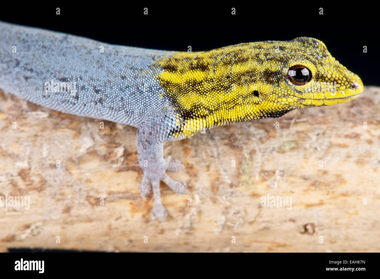 Unter der Leitung von gelben Zwerg Gecko / Lygodactylus Luteopicturatus Stockfoto