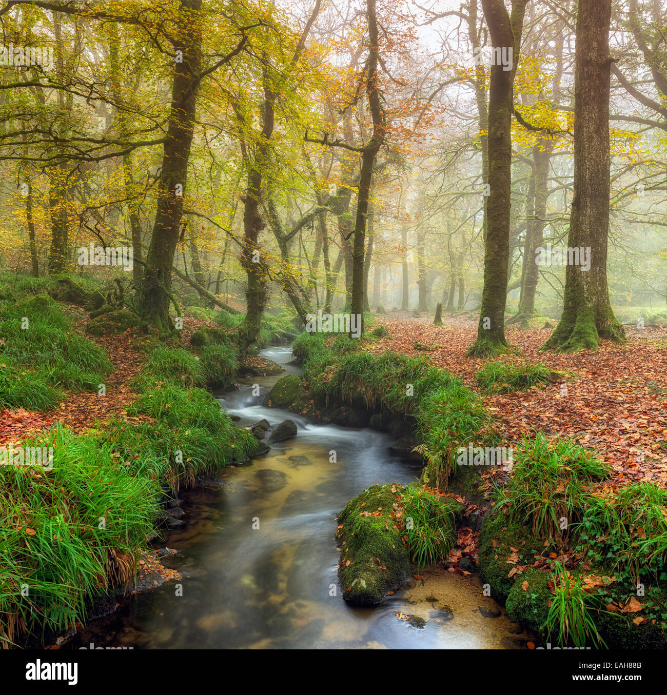 Ein Bach schlängelt sich durch den nebligen Herbst Wald auf Bodmin Moor in Cornwall Stockfoto