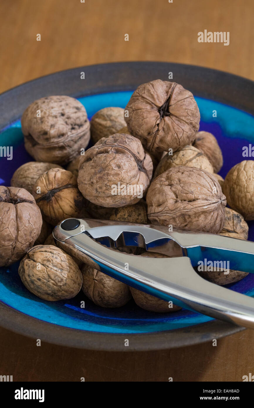 Juglans Regia Frucht. Frisch gepflückt Walnüsse in einer blauen Schüssel. Stockfoto