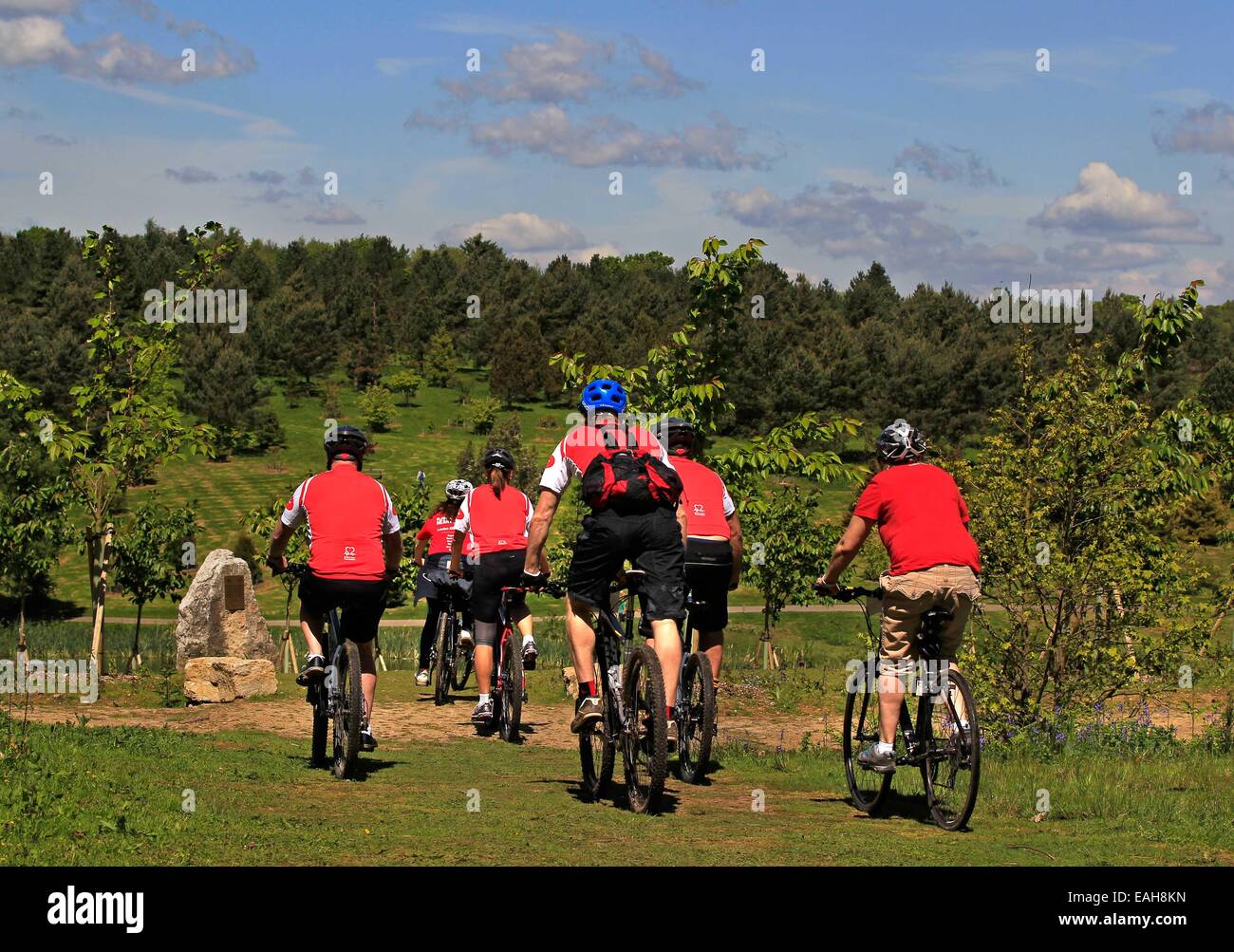 Ein Blick von hinten auf 6 Radfahrer Reiten in Bedgebury Wald an einem sonnigen Tag während einer British Heart Foundation inszenierte Foto-Shooting Stockfoto
