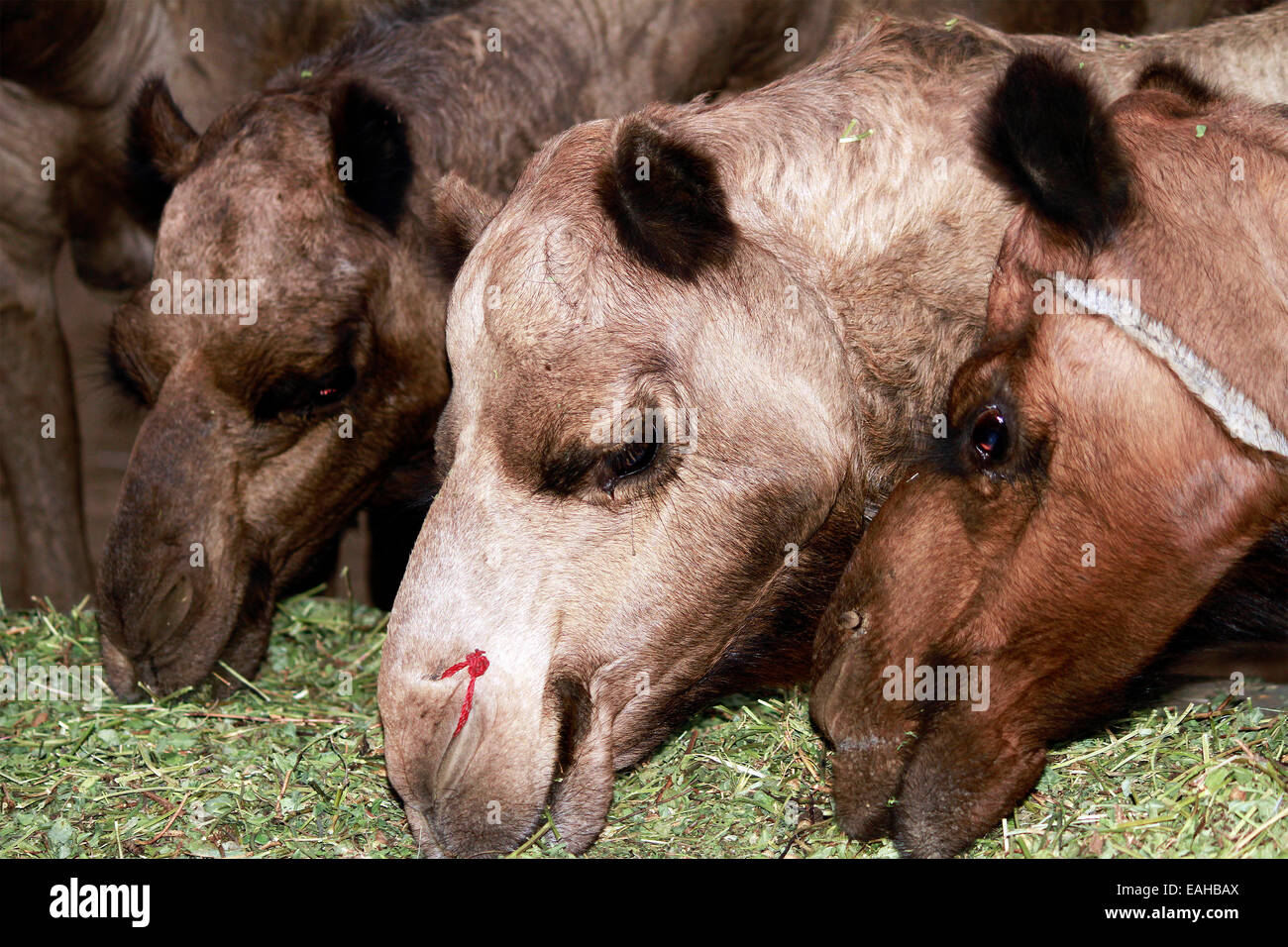 Kamele, Männlich, Weiblich, Sand, Pushkar, Rajasthan, Indien. Stockfoto