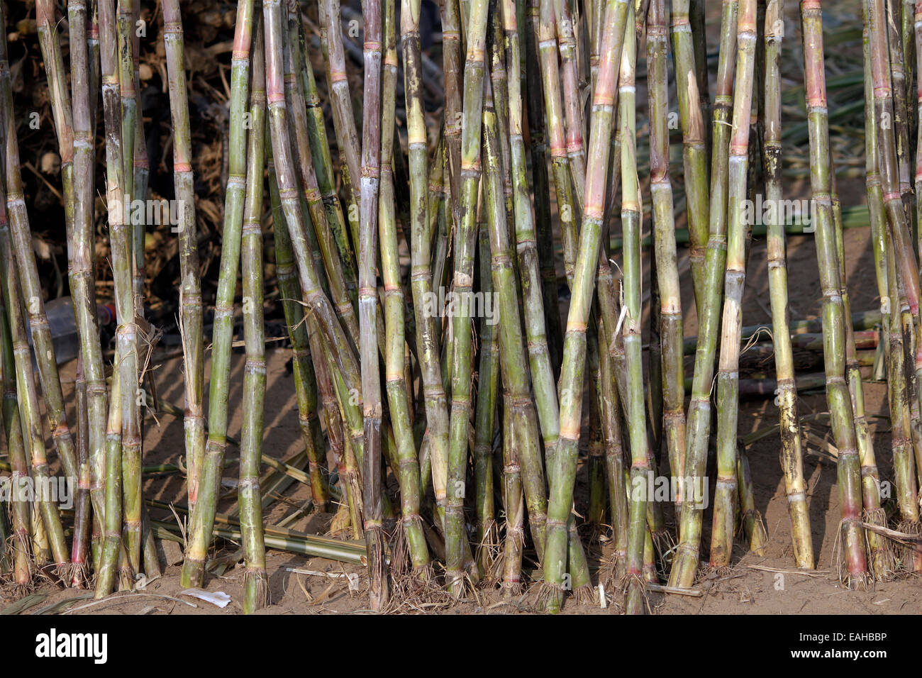 Zuckerrohr, Bambus, süß, chowing in Pushkar, Rajasthan, Indien. Stockfoto