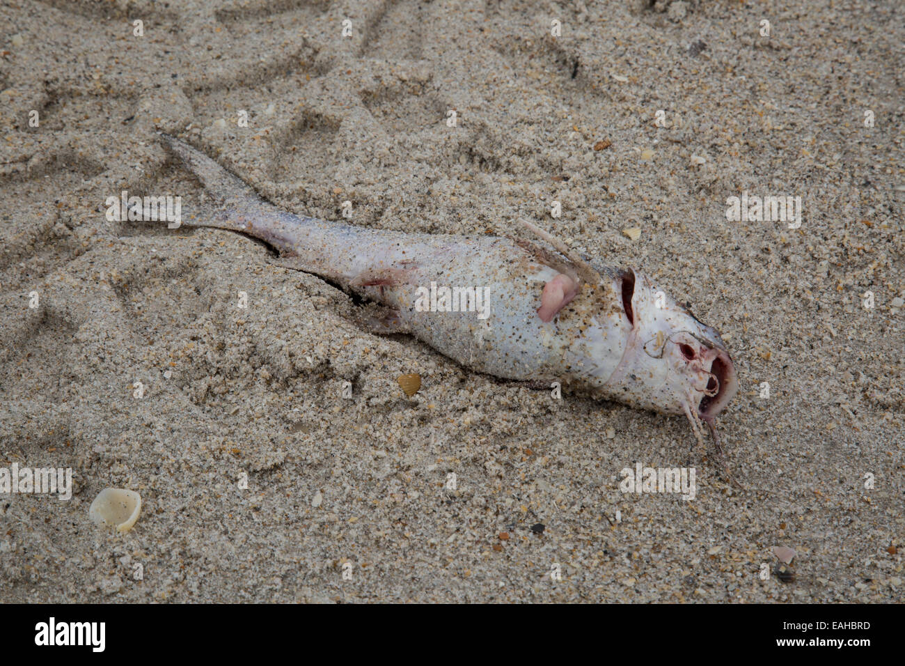 Ein toter Fisch am Strand Stockfoto