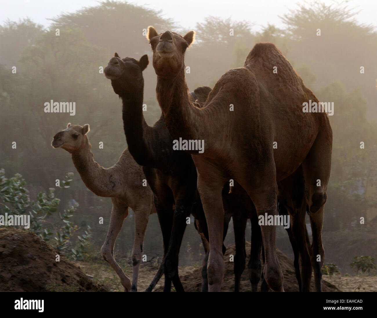 Kamele, Männlich, Weiblich, Sand, Pushkar, Rajasthan, Indien. Stockfoto