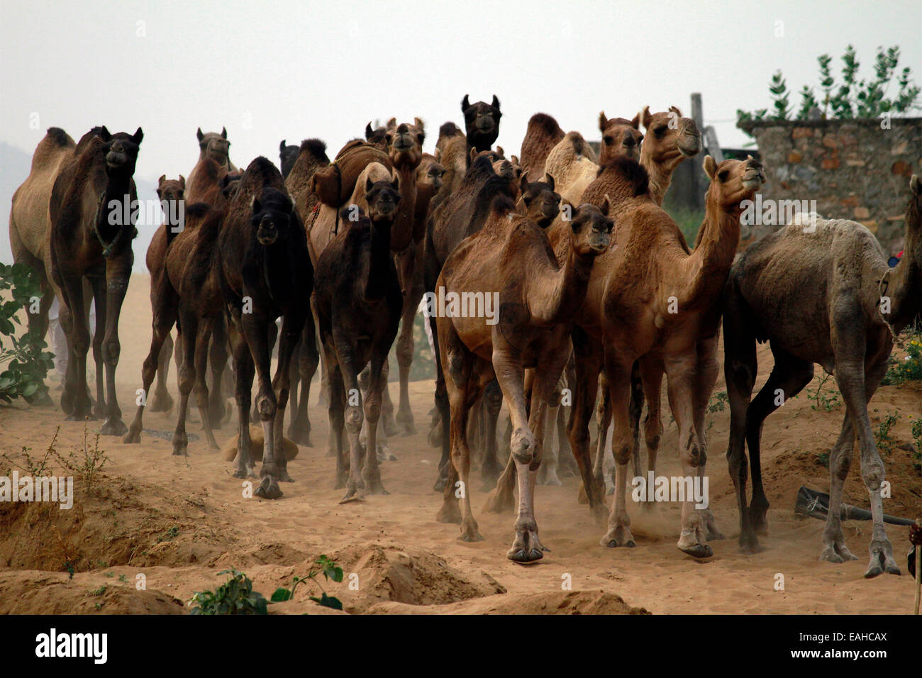 Kamele, Männlich, Weiblich, Sand, Pushkar, Rajasthan, Indien. Stockfoto