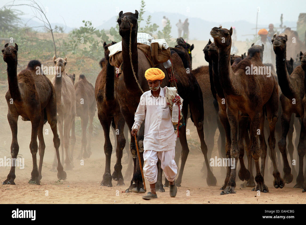 Mann, führenden, Turban, Kleidung, Kamele, Männlich, Weiblich, Sand, Pushkar, Rajasthan, Indien. Stockfoto