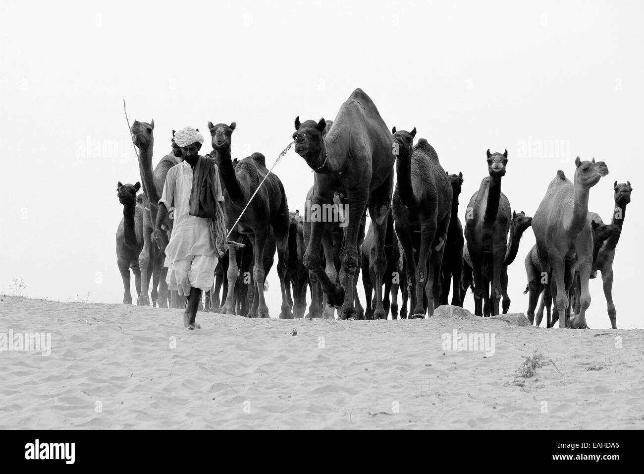 Mann, Männlich, Eigentümer, Kamele, Männlich, Weiblich, Sand, Pushkar, Rajasthan, Indien. Stockfoto