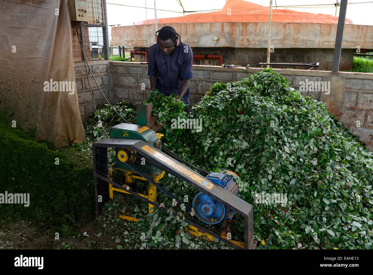 Kenia Thika in der Nähe von Nairobi, Biogas-Anlage der Simbi Roses Farm, Biogas-Verarbeitung und Energiegewinnung aus landwirtschaftlichen Abfällen Stockfoto