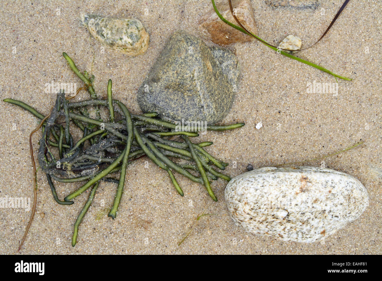 Detail der Küstenlinie von Algen und Steinen auf Gardiners Bucht Atlantik Long Island New York Stockfoto