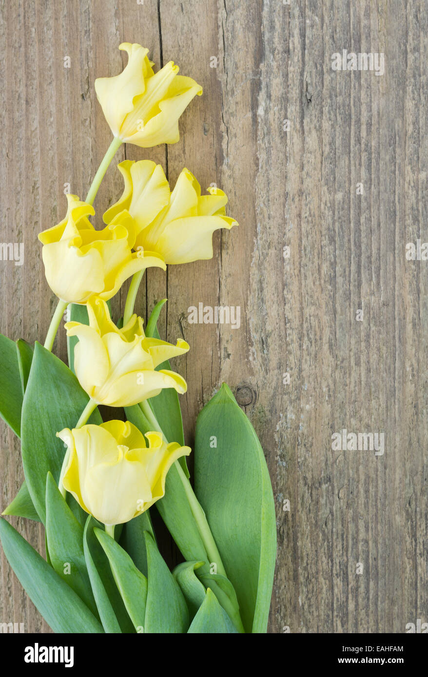 gelbe Tulpen auf Holzbrett Stockfoto