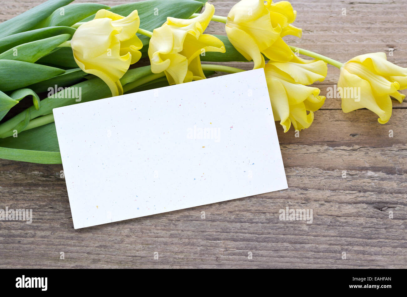 gelbe Tulpen mit weißem Karton Stockfoto