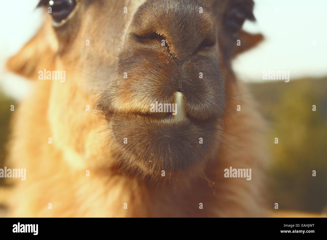 Nahaufnahme der Lama (Lama Glama) Zähne, Vintage Instagram Blick Stockfoto