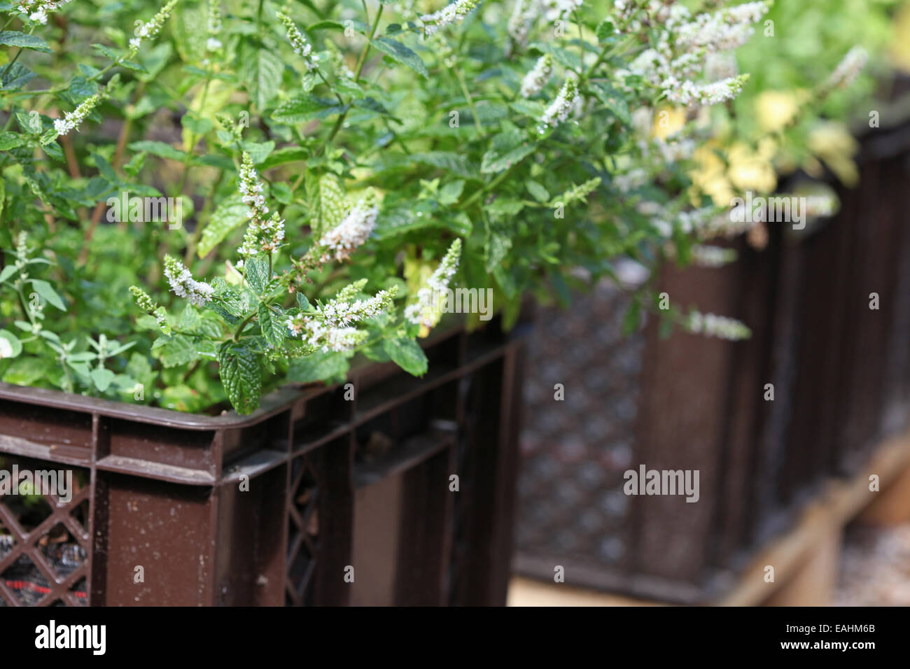 Marokkanische Pfefferminze in Anlage-Boxen in einem urban gardening Projekt in Deutschland gezüchtet Stockfoto