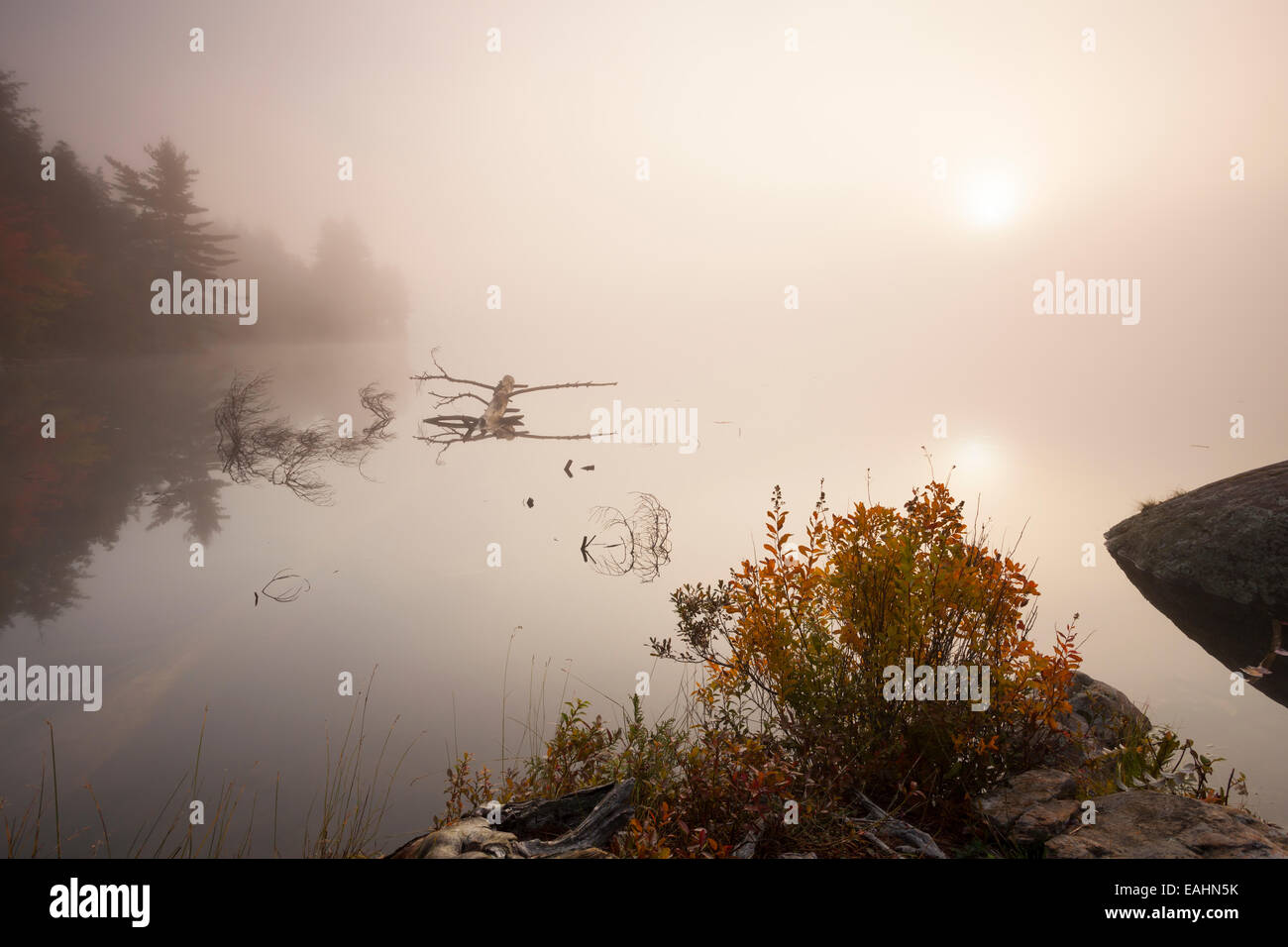Dichter Nebel bei Sonnenaufgang im Algonquin Provincial Park, Ontario, Kanada. Stockfoto