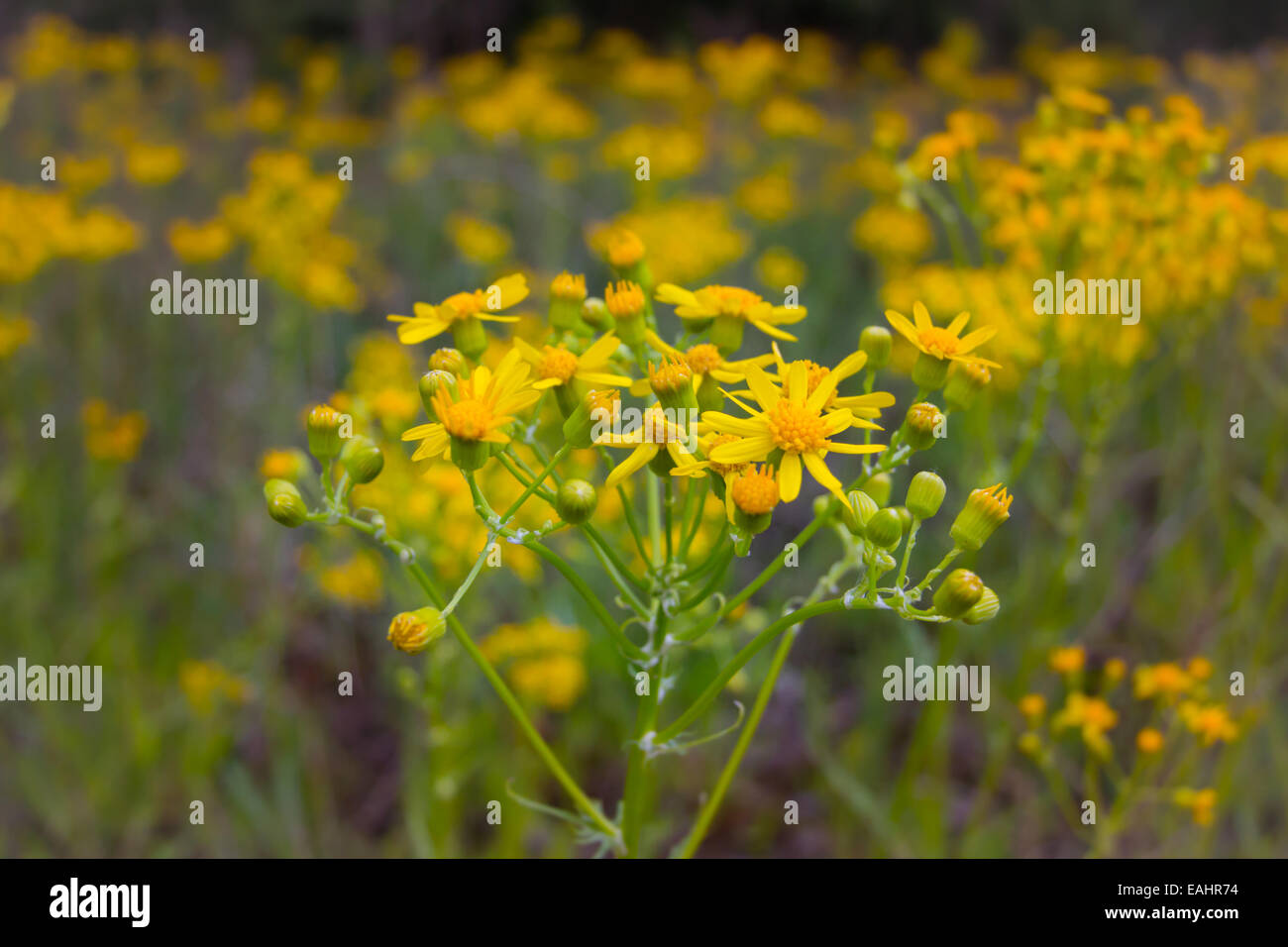 Gelbe Wildblumen füllen Sie ein Feld auf einem Wanderweg in South Carolina Stockfoto