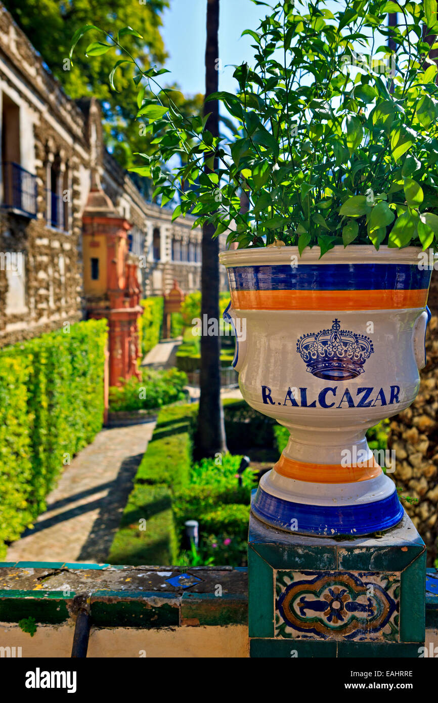 Keramiktopf in den Gärten der Reales Alcazares (Royal Palaces) - UNESCO-Weltkulturerbe, Viertel Santa Cruz Stockfoto