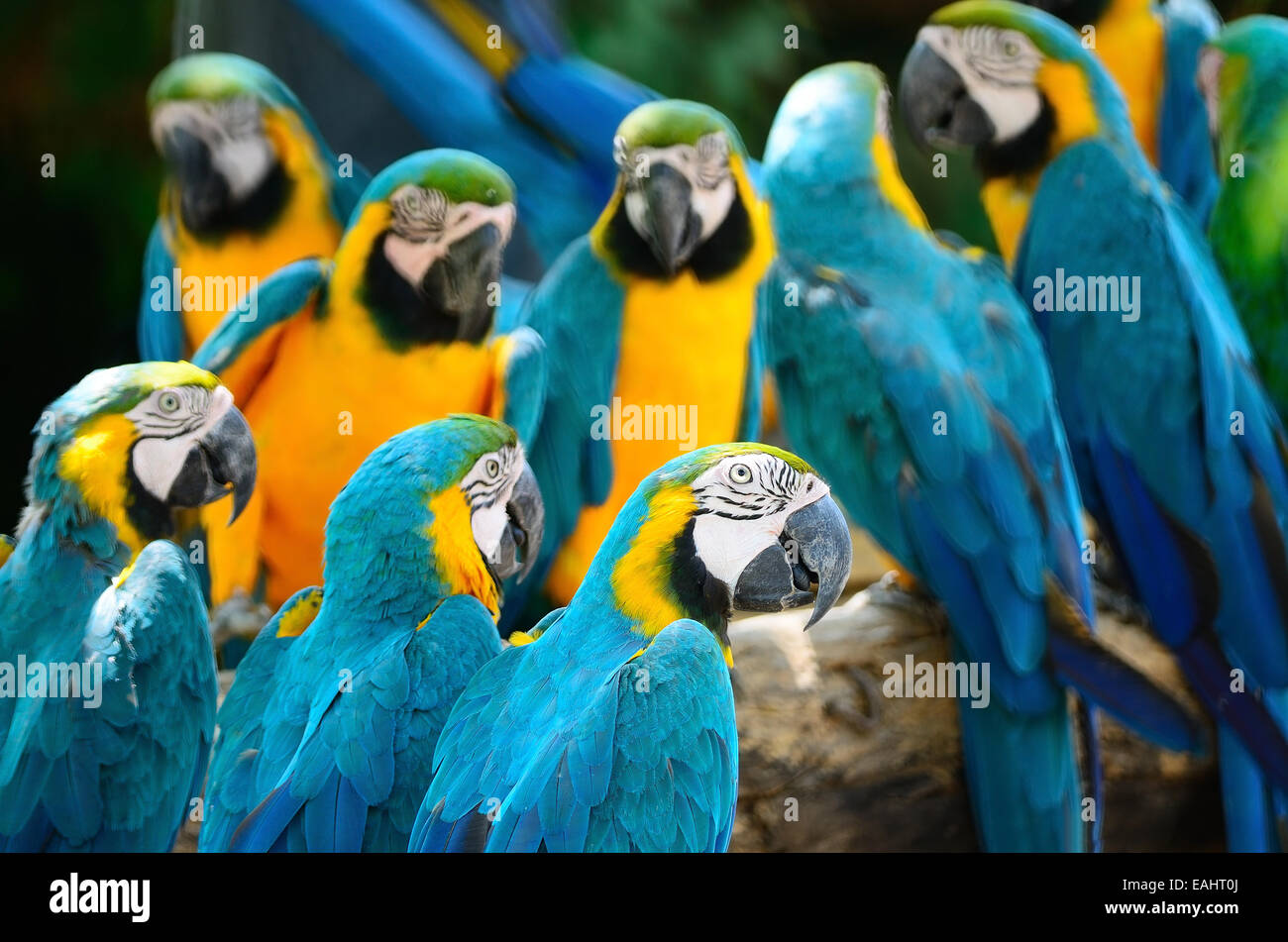 Schöne blaue und gelbe Papagei, blau und Gold Ara-Voliere Stockfotografie -  Alamy