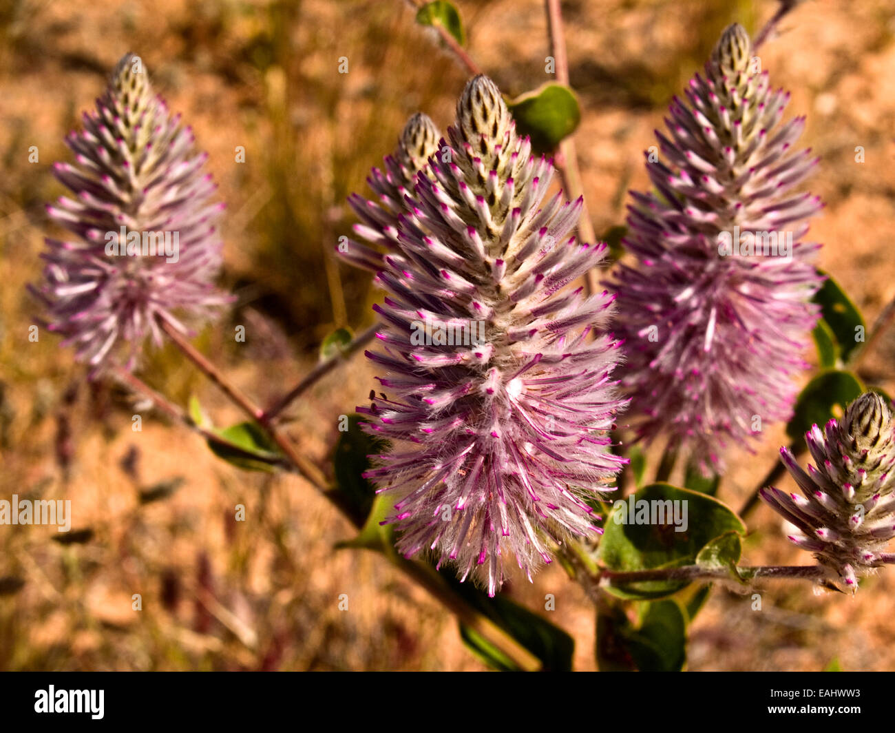 Australien: Tall Mulla Mulla (Ptilotus Exaltatus), Westaustralien Stockfoto