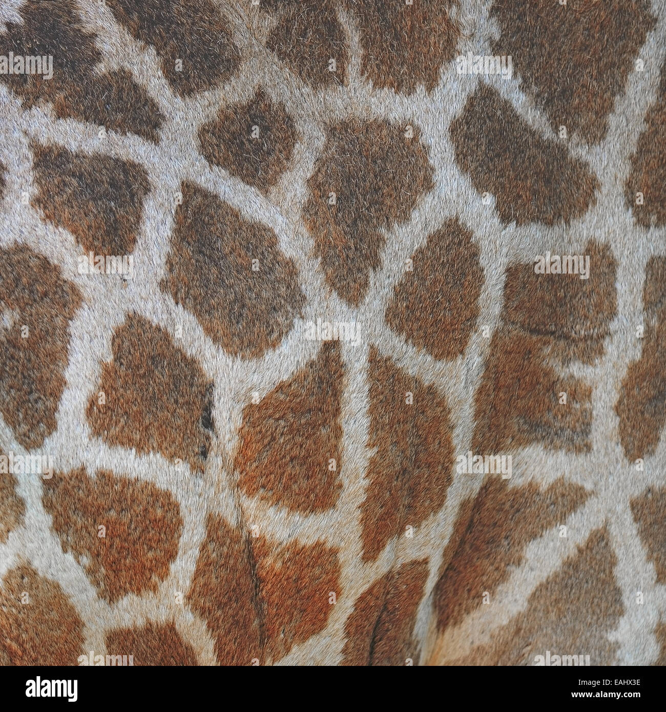 Echtes Lederhaut Giraffe (Girafta Giraffe) Stockfoto