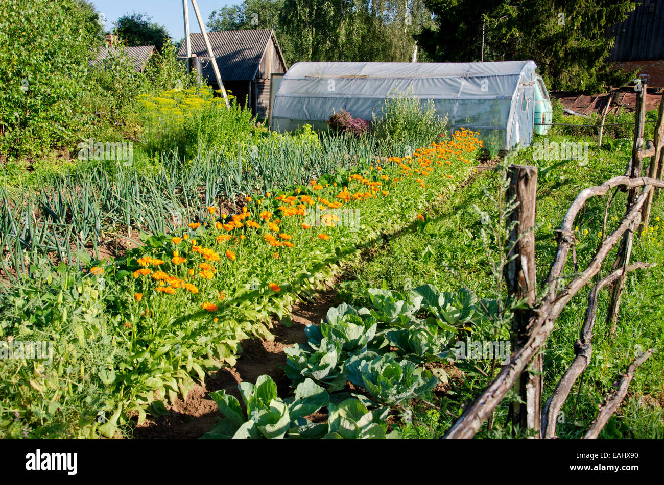 medizinische Blumen- und Gemüsebeete im alten Bauernhof und plastischen Gewächshaus Stockfoto