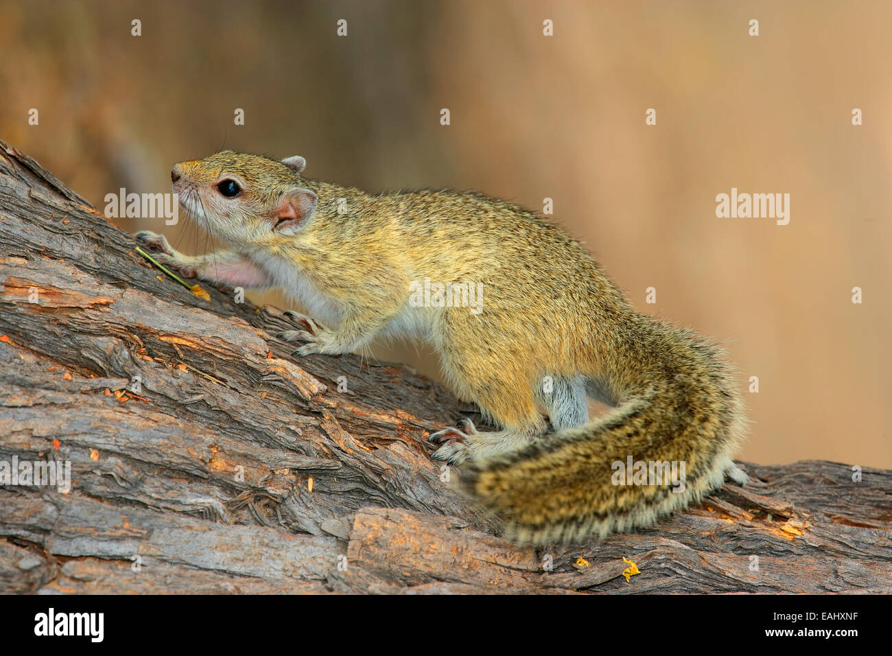 Baum Eichhörnchen (Paraxerus Cepapi) sitzt in einem Baum, Südafrika Stockfoto