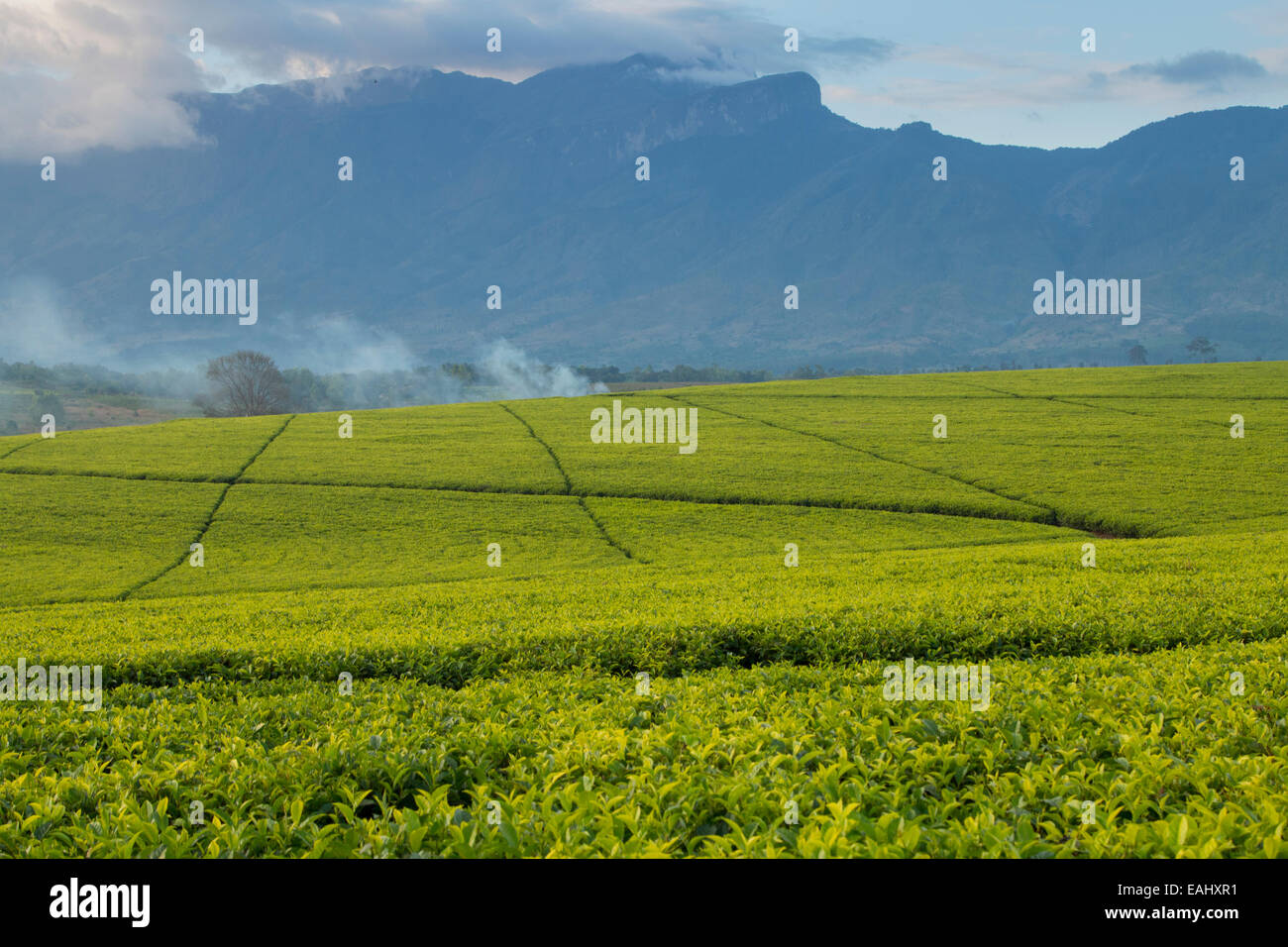 Teeplantagen am Mount Mulanje, südliche Malawi. Stockfoto