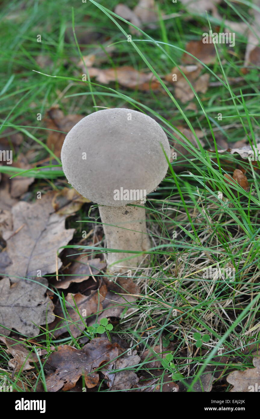 Pilz auf baufällig Stamm auf Forst Boden im Herbst Stockfoto