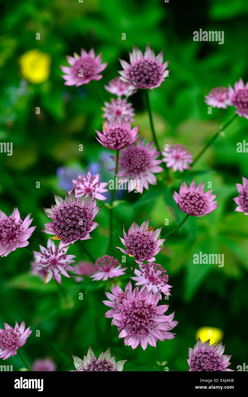 Astrantia Grossen Roma Masterworts Rosa Bluten Blume Blute Pflanze Portrats Stauden Rm Floral Stockfotografie Alamy