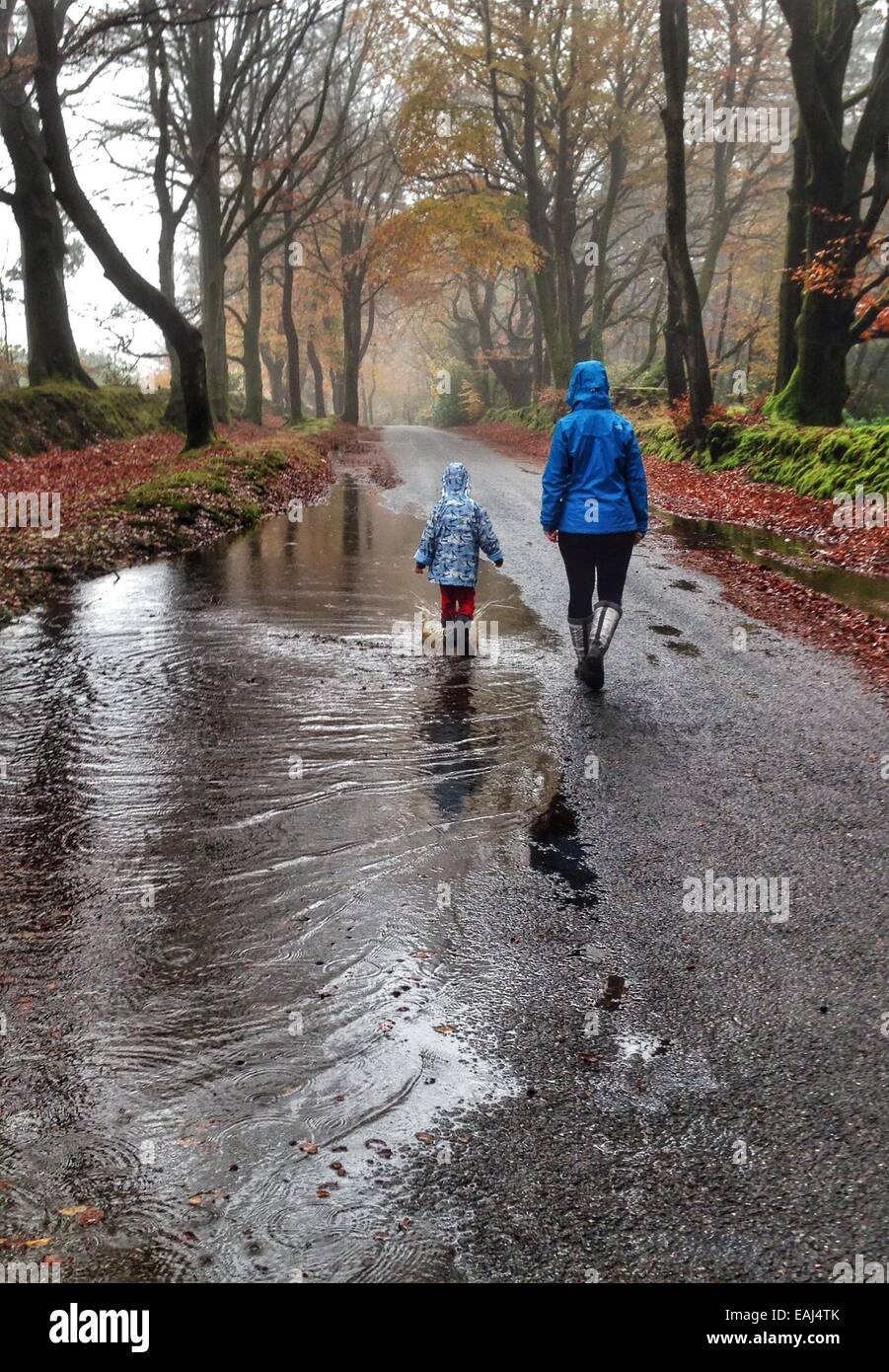 Haldon Wald, Devon, UK. 16. November 2014. UK-Wetter. Plätschernden Spaß machen das Beste aus der nassen Wetter. Jack Porter (6) und seine Eltern Spaß planschen im Haldon Wald nach starken Regenfällen. Kredit Nidpor/Alamy Live-Nachrichten Stockfoto