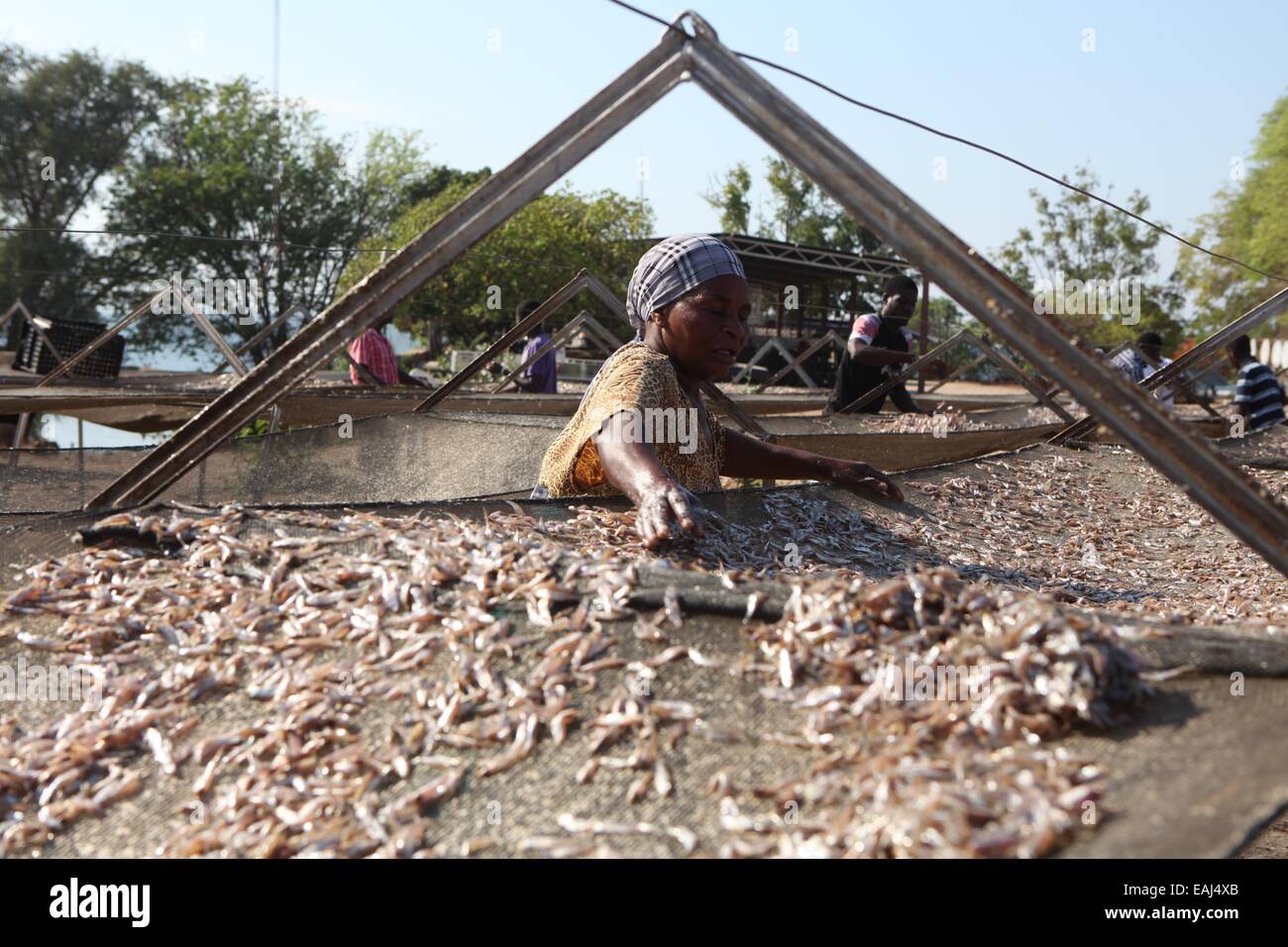 Kariba, Simbabwe. 15. November 2014. Ein simbabwischer trocknet Kapenta Fisch in der Nähe von Fischmarkt in Kariba, eine Stadt am See ca. 364km nordwestlich von Harare, Hauptstadt von Simbabwe, 15. November 2014. Fischerei ist der wichtigste Wirtschaftszweig in Kariba, Afrikas größte künstliche See von Simbabwe und Zamba, bietet eine Vielzahl von Brassen, Kapenta und Tiger Fisch geteilt. © Stringer/Xinhua/Alamy Live-Nachrichten Stockfoto