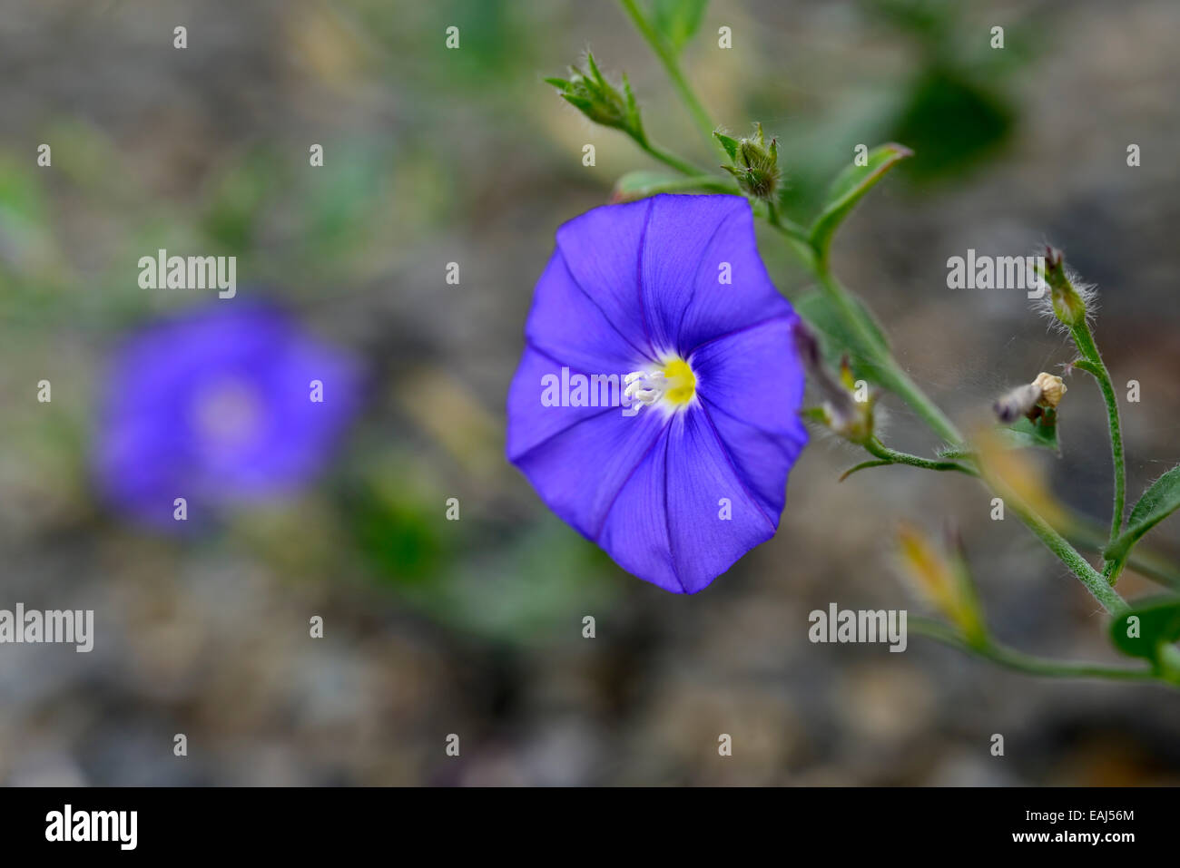 Convolvulus Sabatius Boden Prunkwinde blaue Blume single ein RM-Floral Stockfoto