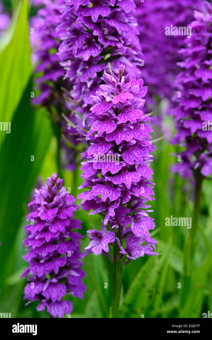 Dactylorhiza X braunii lila Blume Blumen grüne Laub Blätter Pflanzen Stauden Marsh Orchideen blühen terrestrischen Orchideen Stockfoto