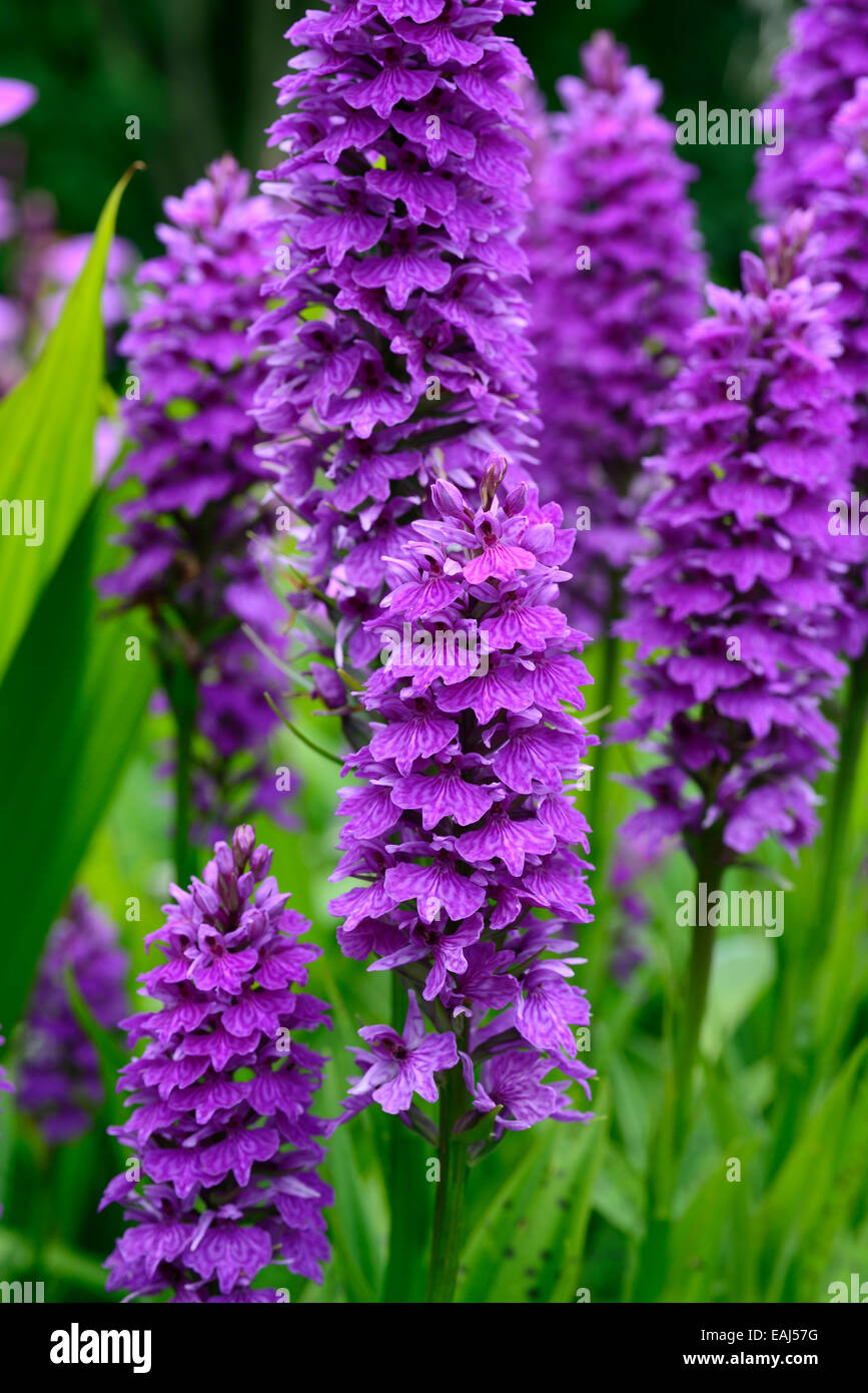 Dactylorhiza X braunii lila Blume Blumen grüne Laub Blätter Pflanzen Stauden Marsh Orchideen blühen terrestrischen Orchideen Stockfoto