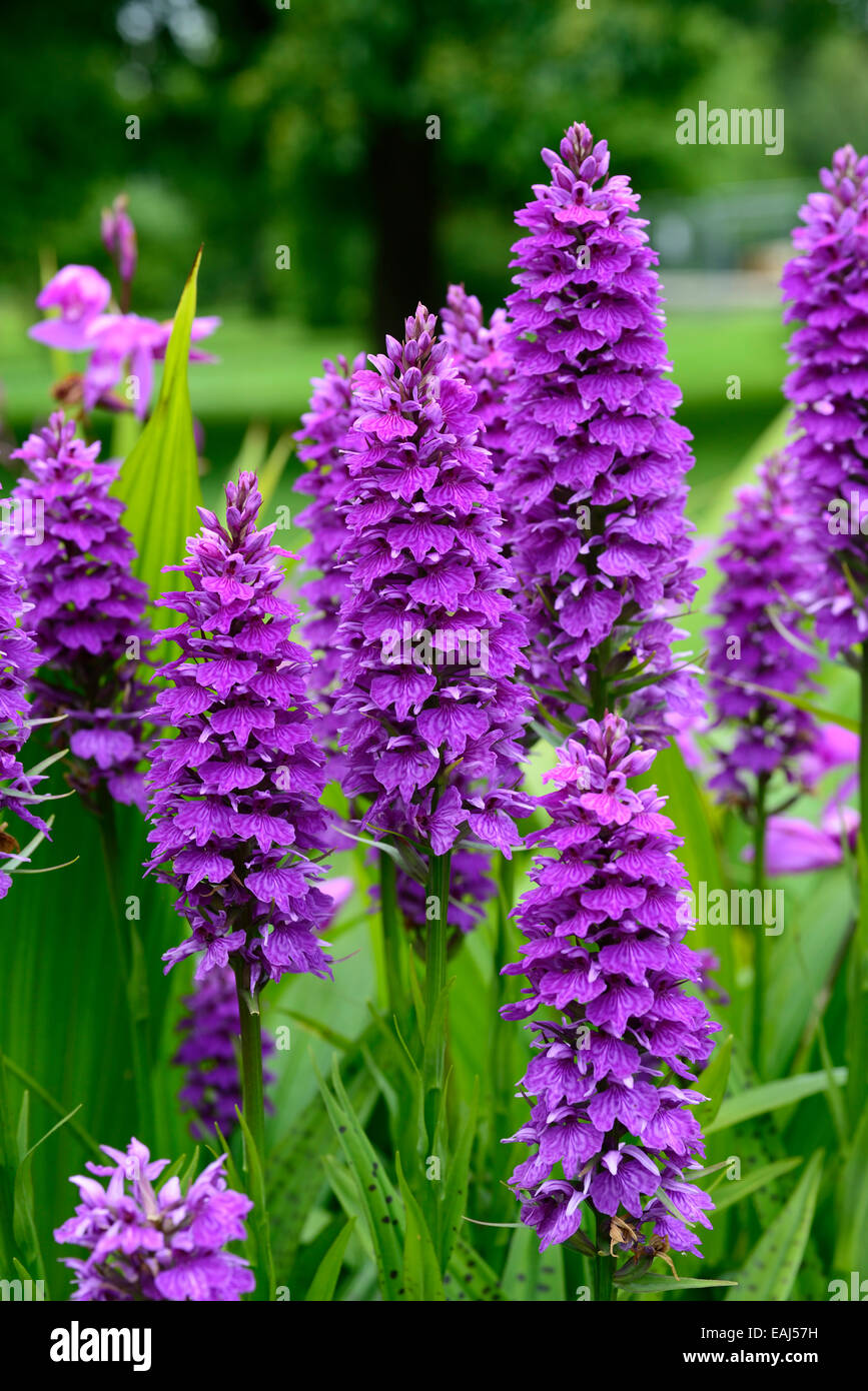 Dactylorhiza X braunii lila Blume Blumen grüne Laub Blätter Pflanzen Stauden Marsh Orchideen blühen terrestrischen Orchideen Stockfoto