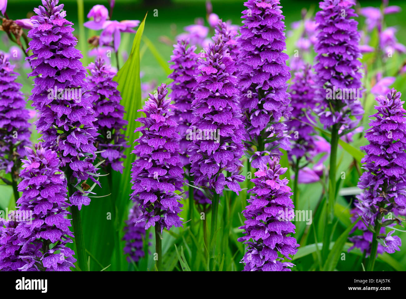 Dactylorhiza X braunii lila Blume Blumen grüne Laub Blätter Pflanzen